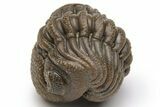 Wide, Perfectly Enrolled Morocops Trilobite - Morocco #224341-1